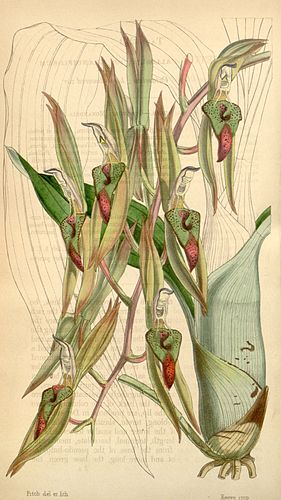 Catasetum callosum